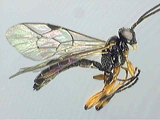Ichneumonidae 19